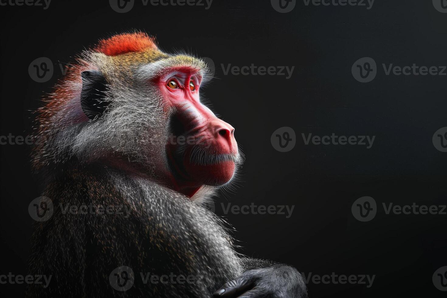 A red - headed monkey with a black background photo