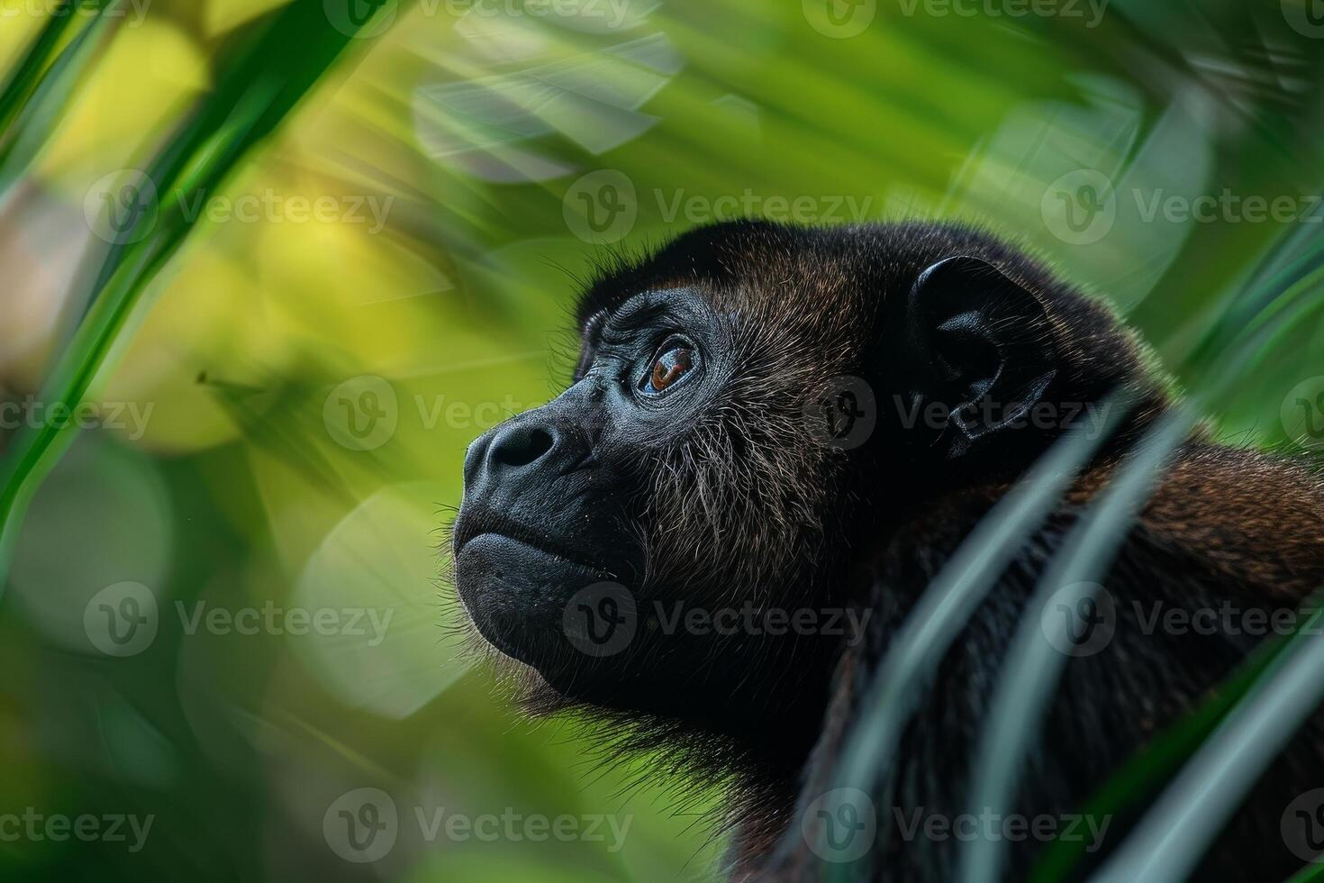 A monkey looks up into the trees while standing in the jungle photo