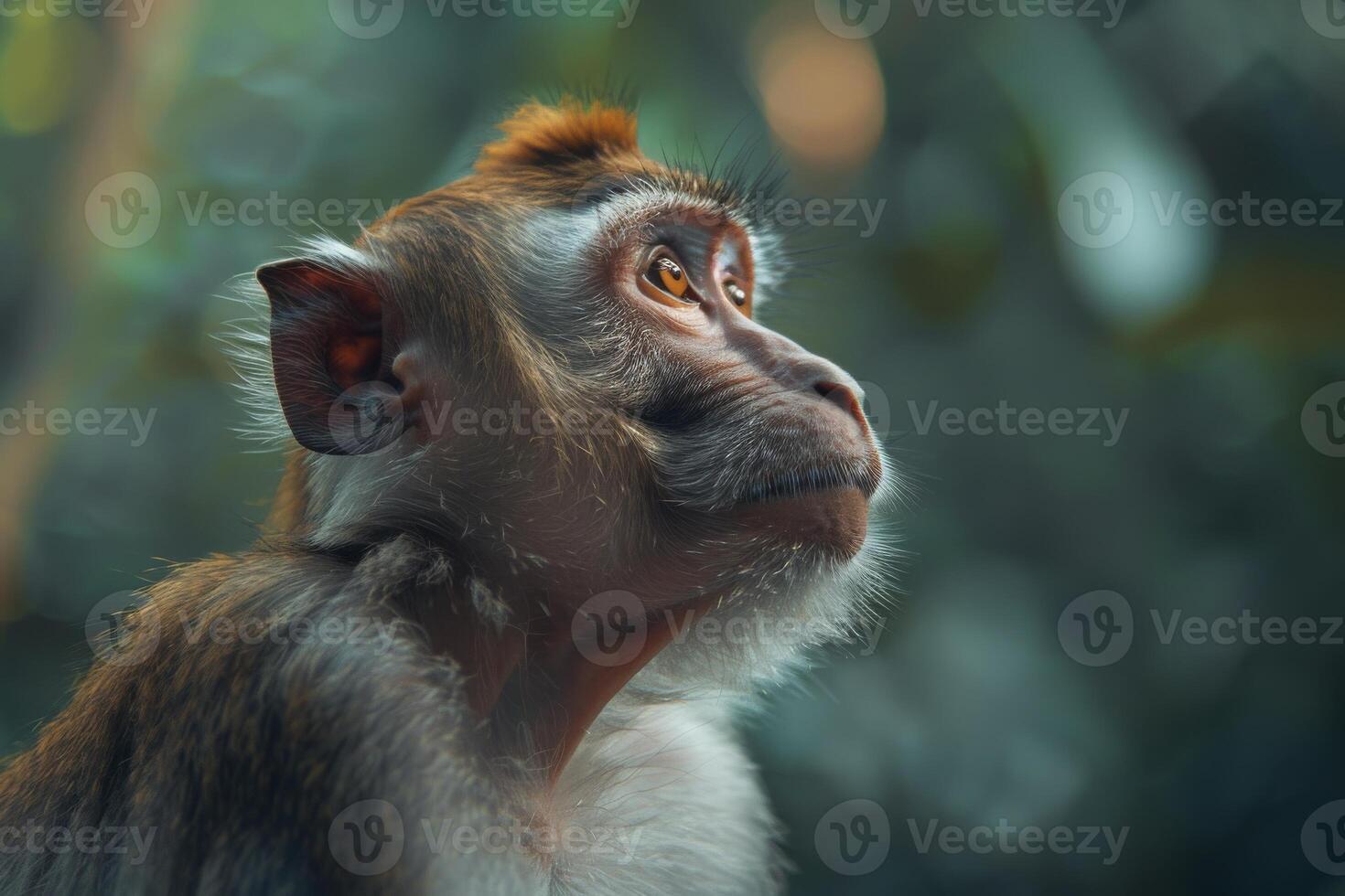 A monkey looks up at the sky in the forest photo