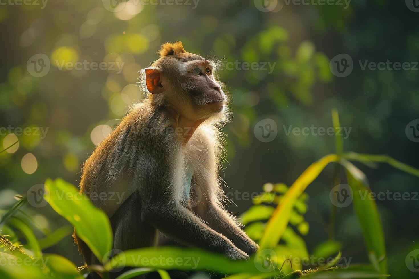 A monkey sitting on a branch in the jungle photo