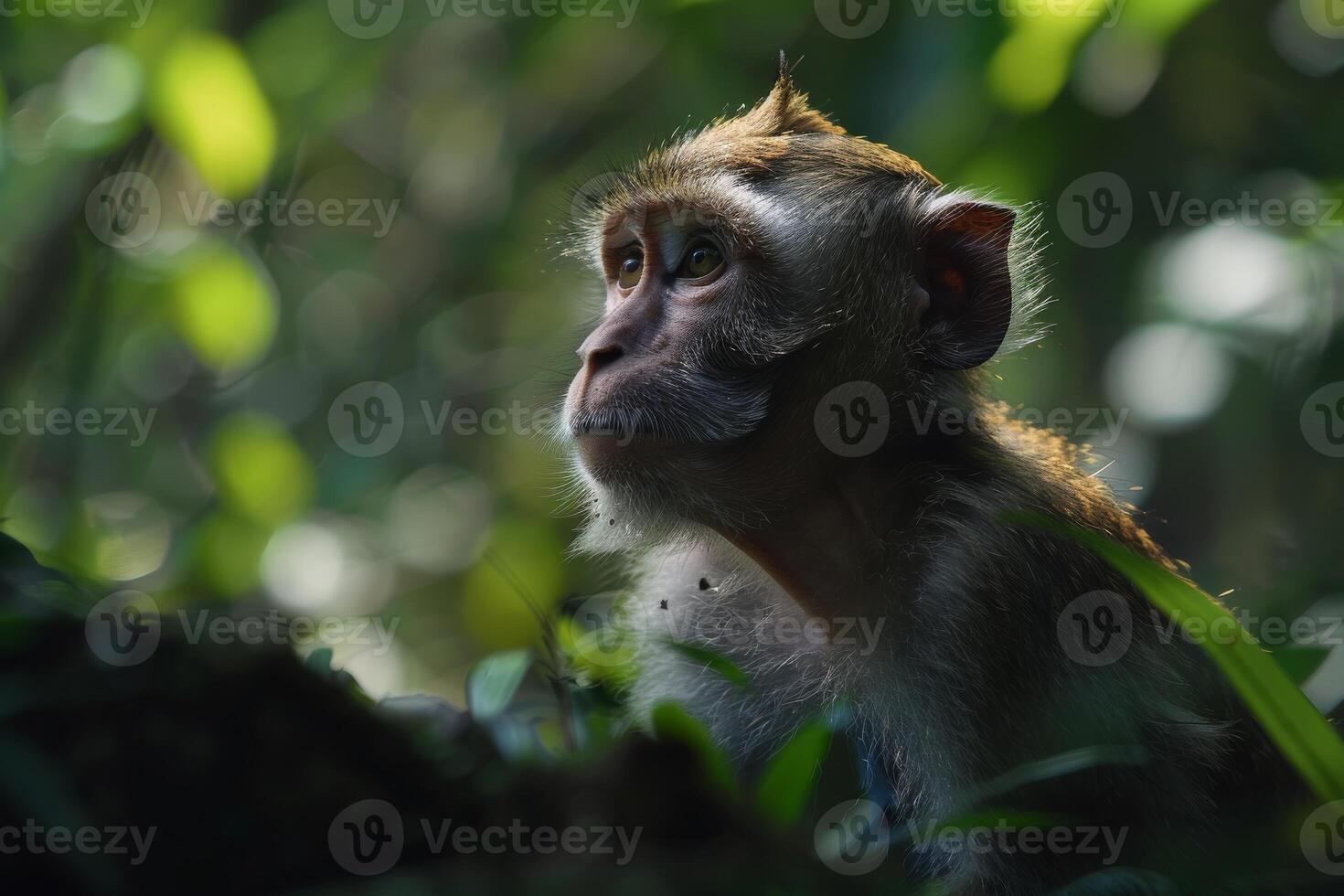 A monkey sitting in the middle of the forest photo