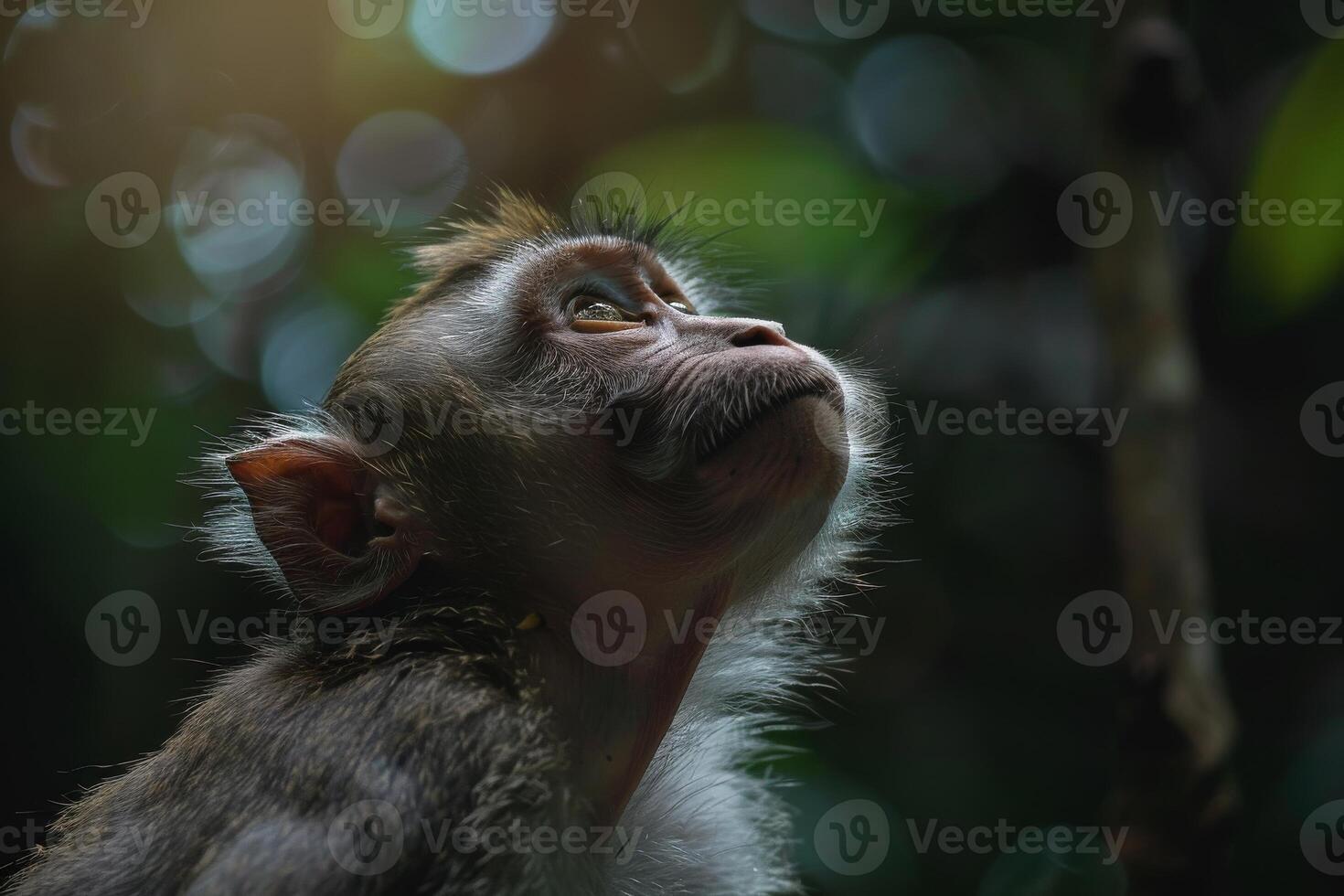 A monkey looks up at the sky in the forest photo