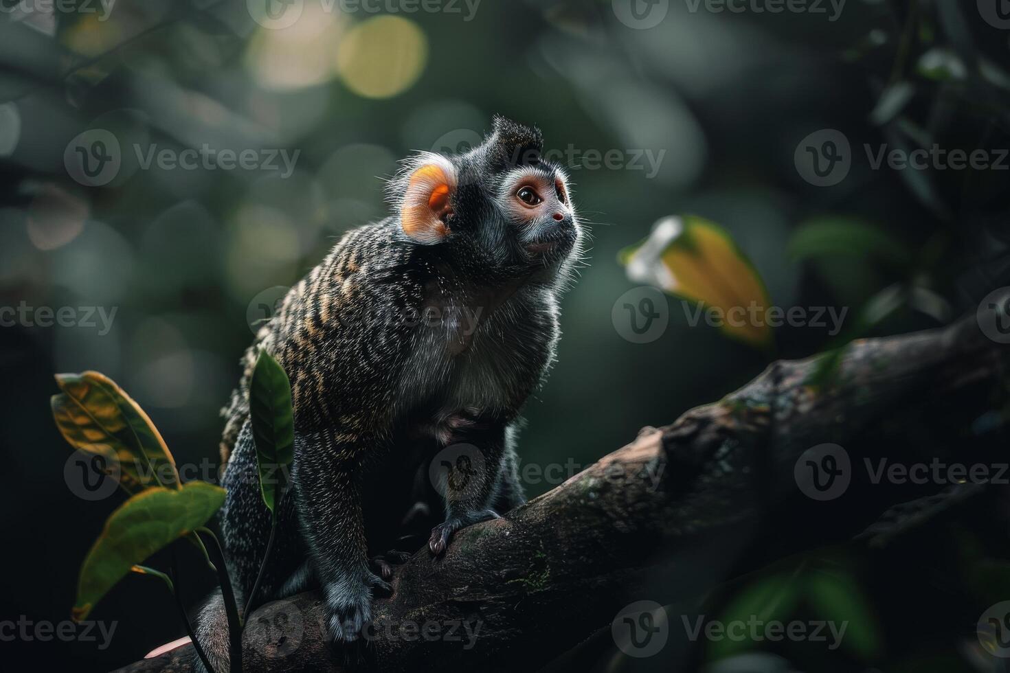 A monkey is sitting on a branch in the forest photo