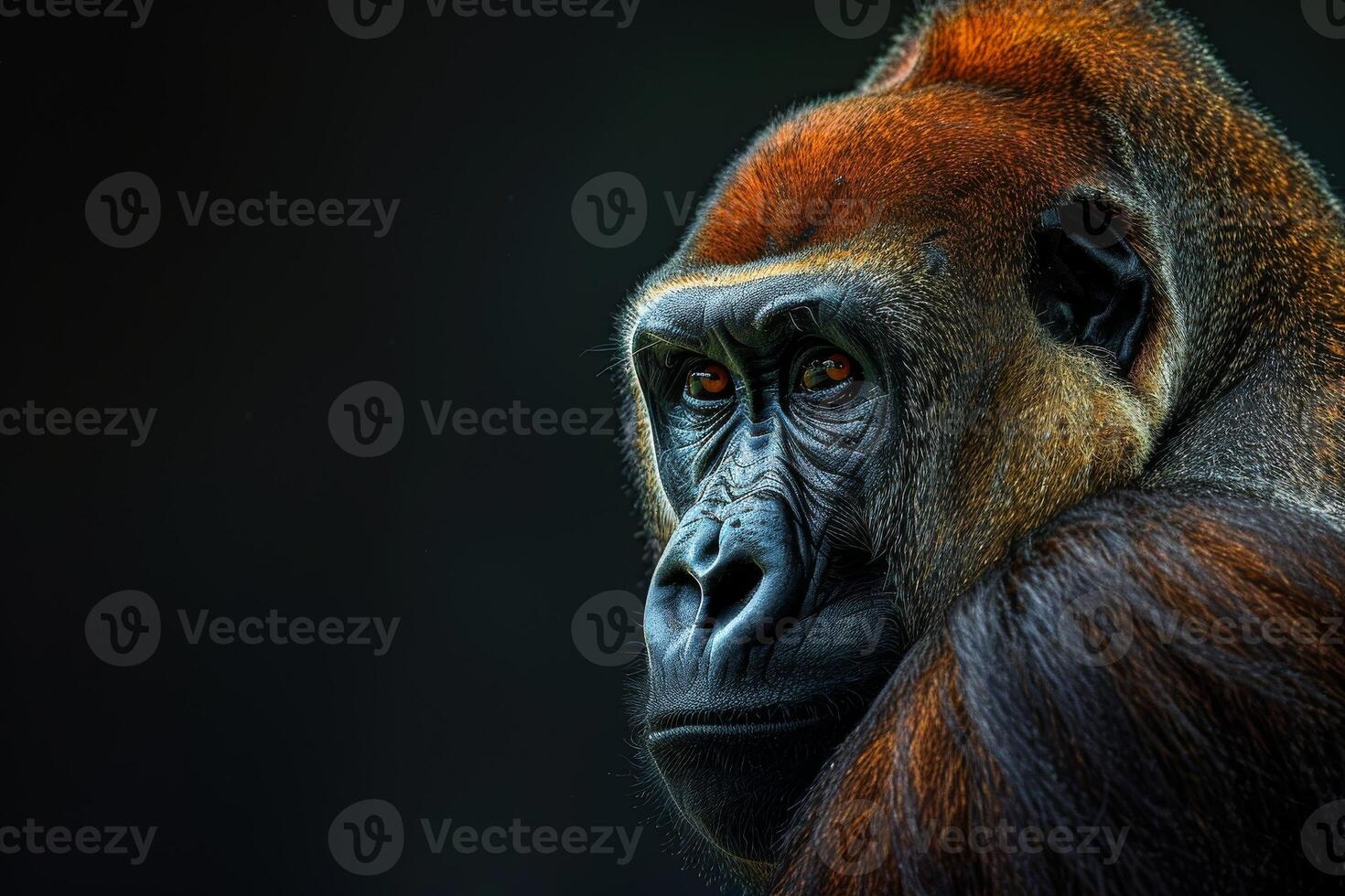A close up of a gorilla with dark background photo