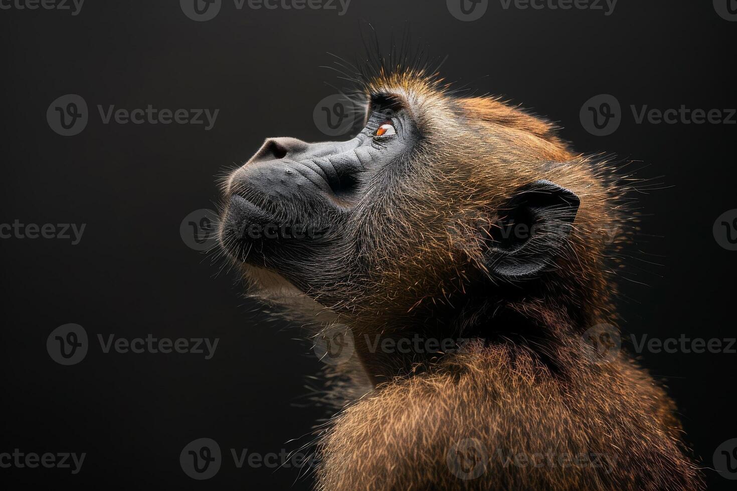 A baboon looking up at something photo