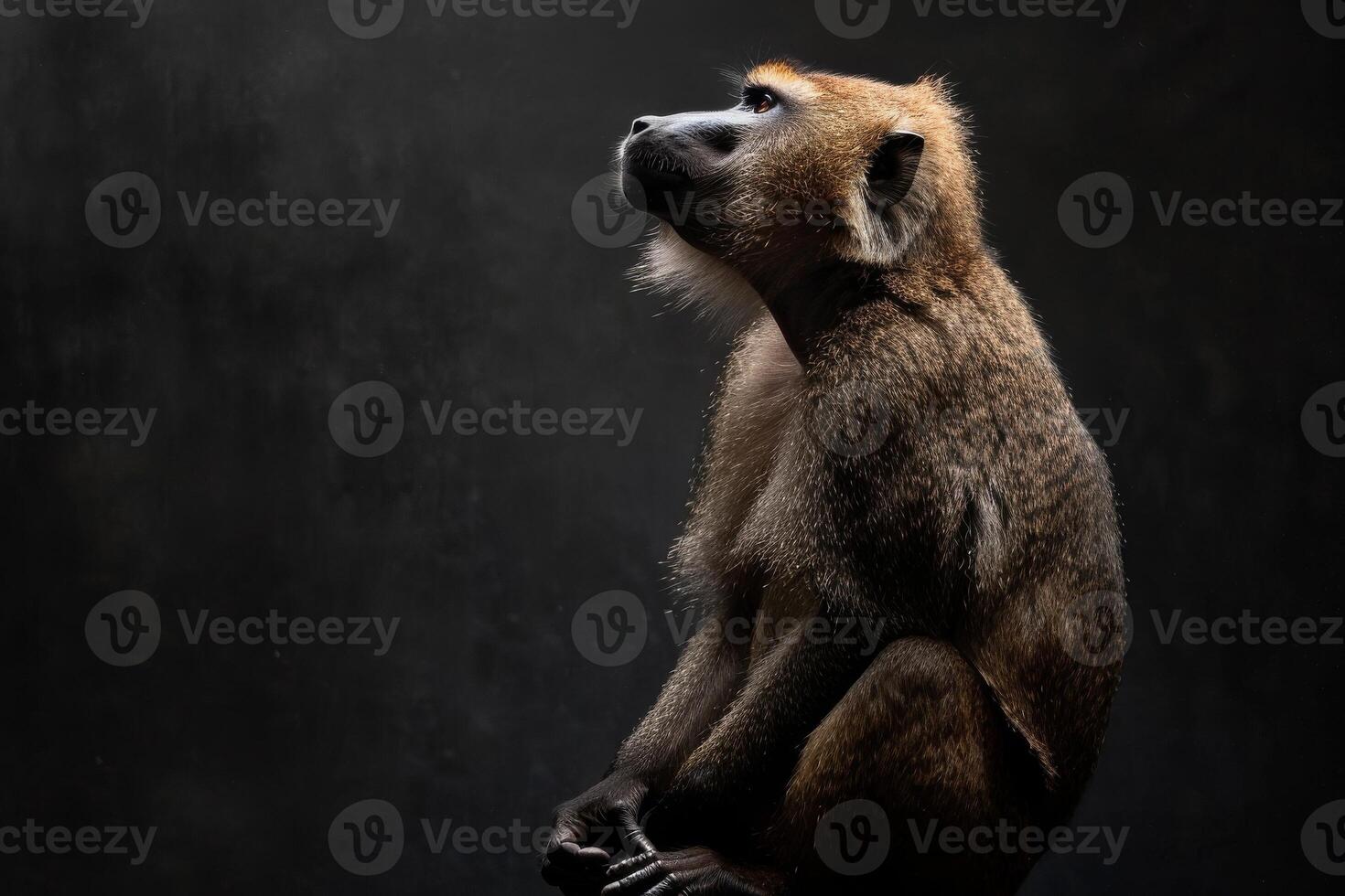 A baboon sitting on a rock in the dark photo