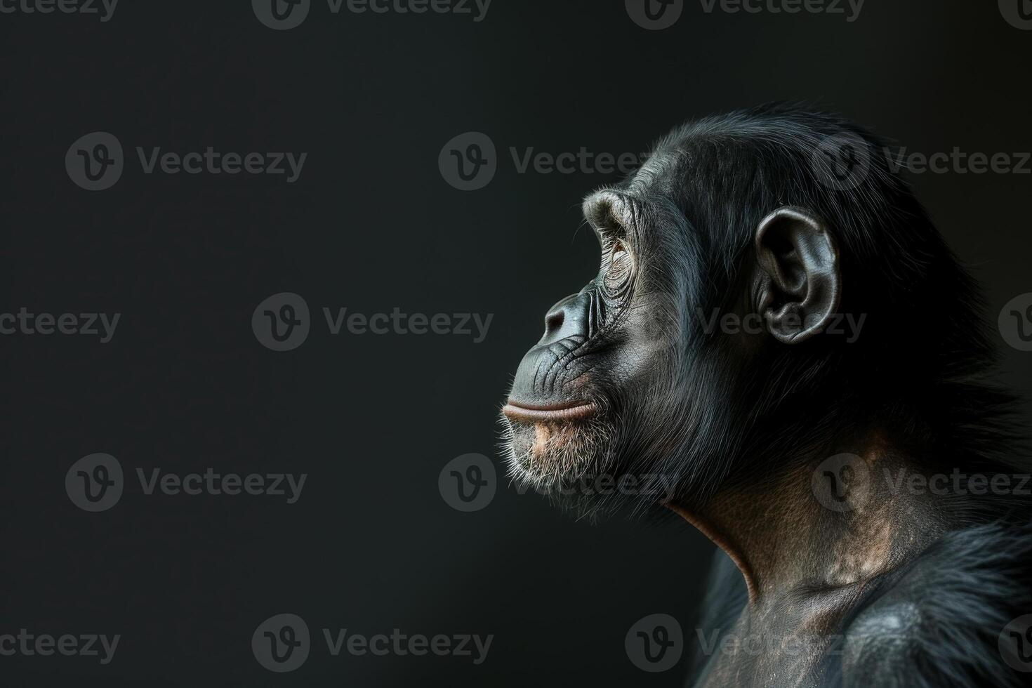 A chimpan is looking off to the side photo