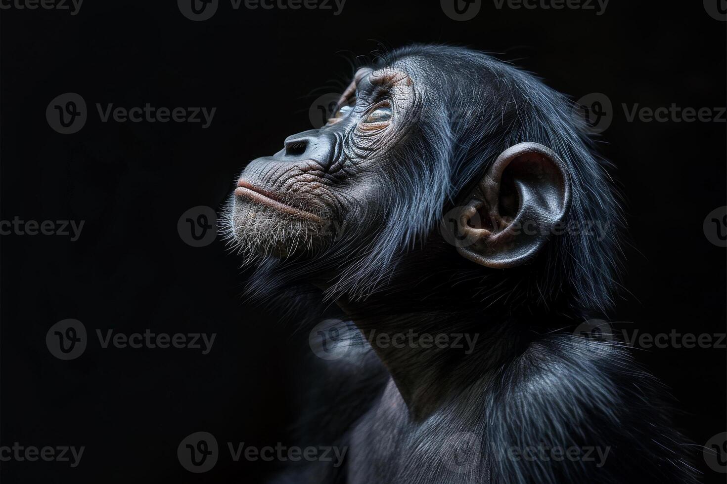 A chimpanzee is looking up at something photo