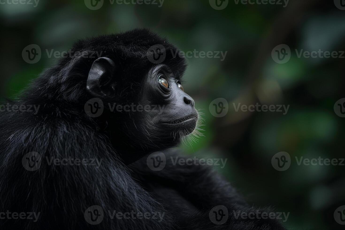 A black monkey sitting on a branch looking to the side photo