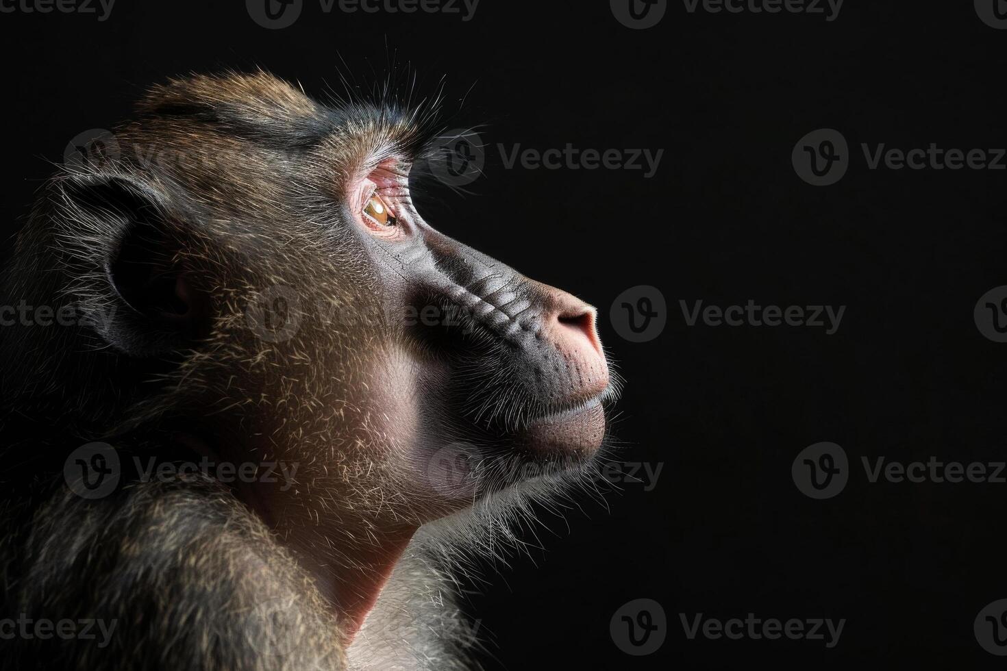 A baboon is looking up at something photo