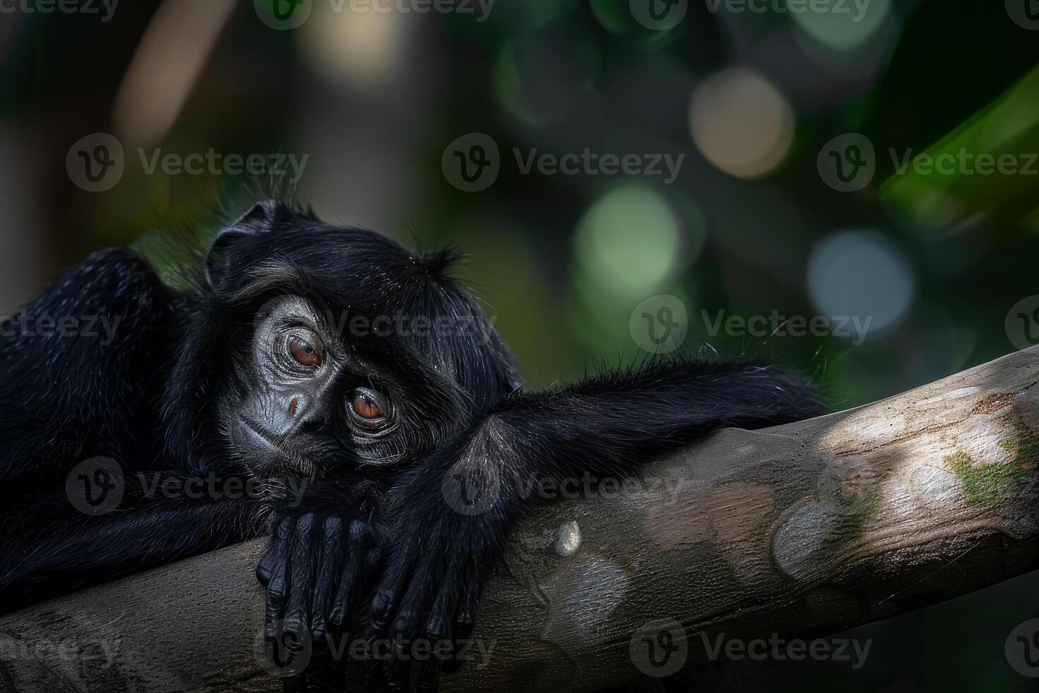 A black monkey is resting on a tree branch photo