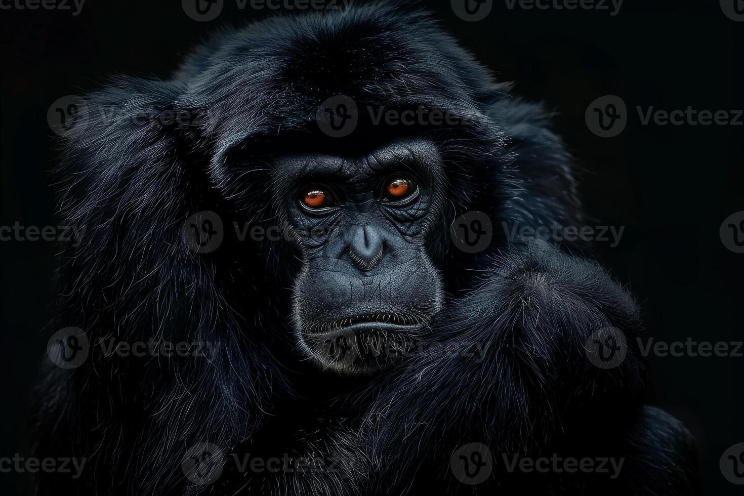 A chimpanzee with orange eyes sitting on a black background photo