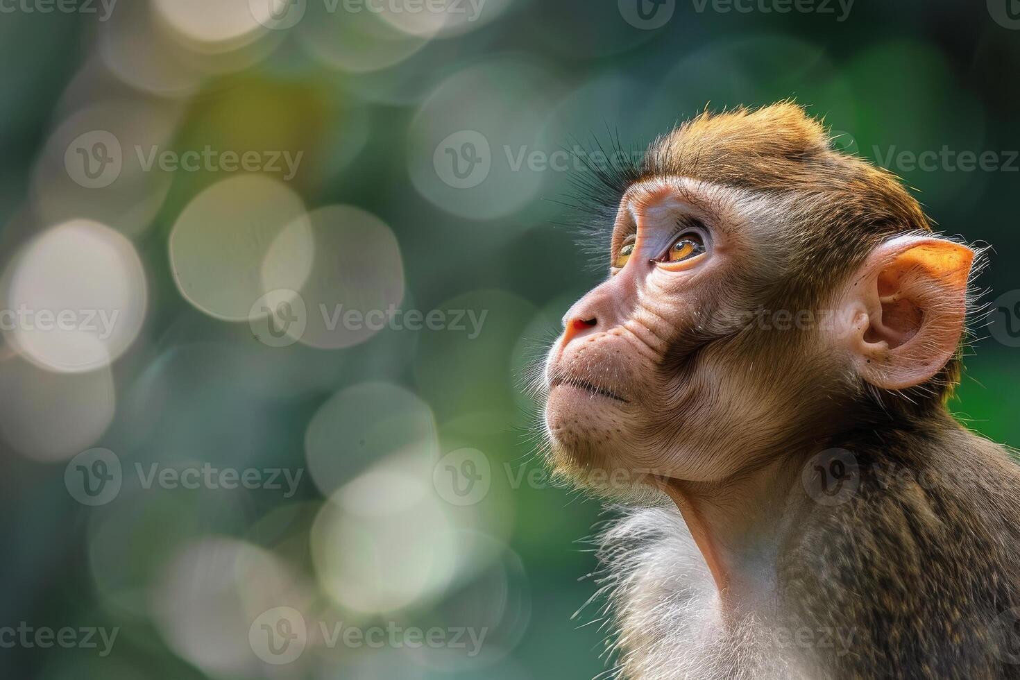 A monkey looks up at the sky with a blurry background photo