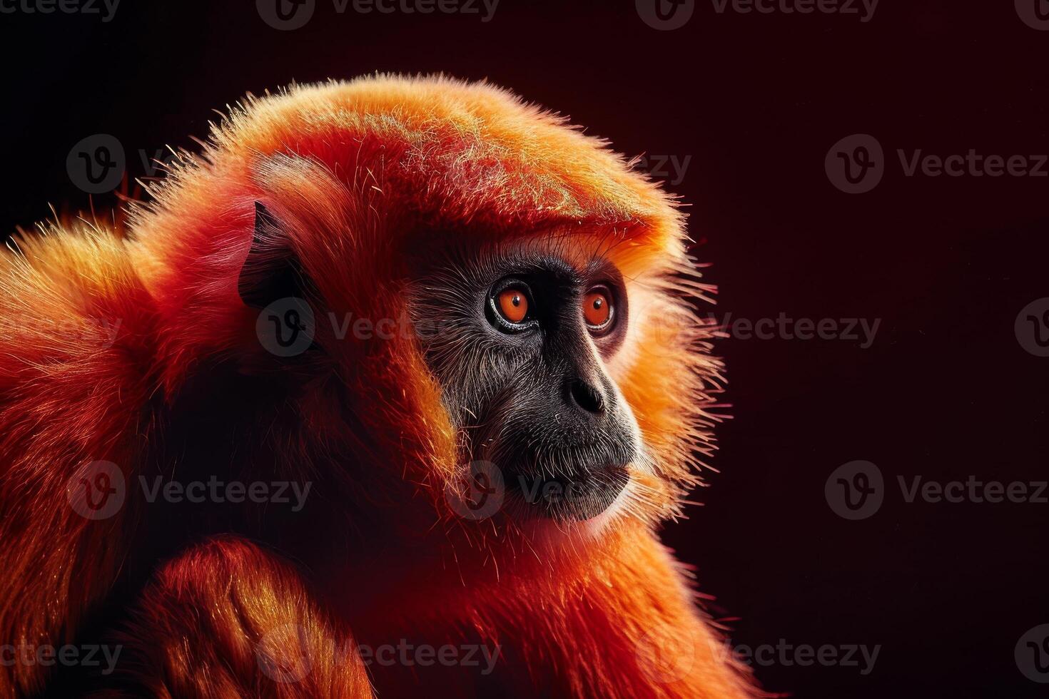 A red monkey with orange eyes photo