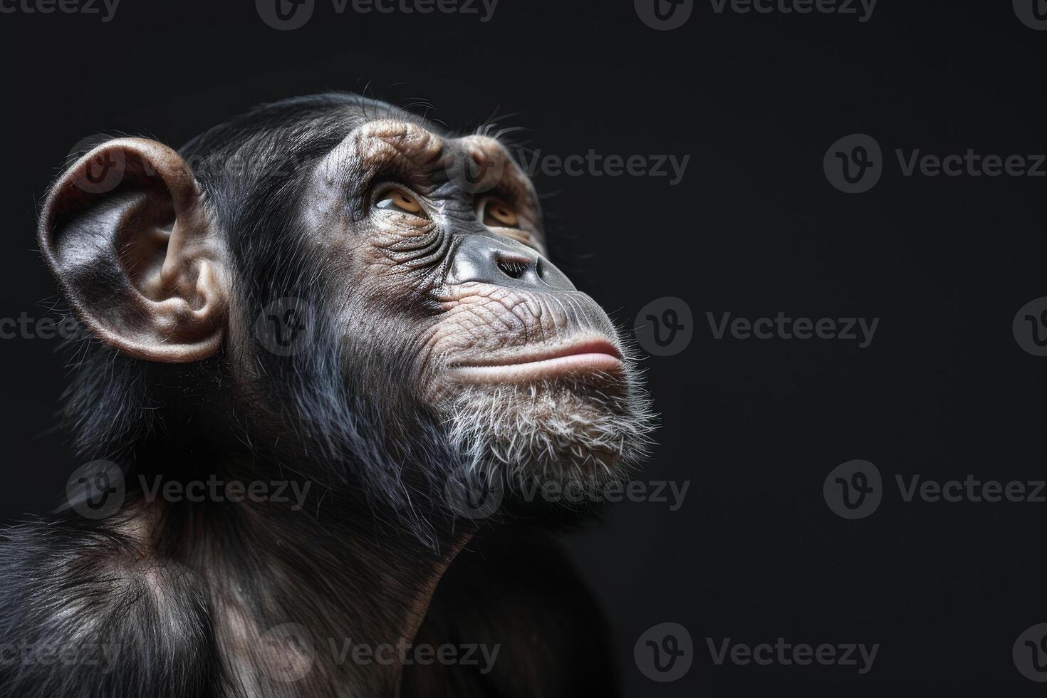 A chimpanzee is looking up at something photo