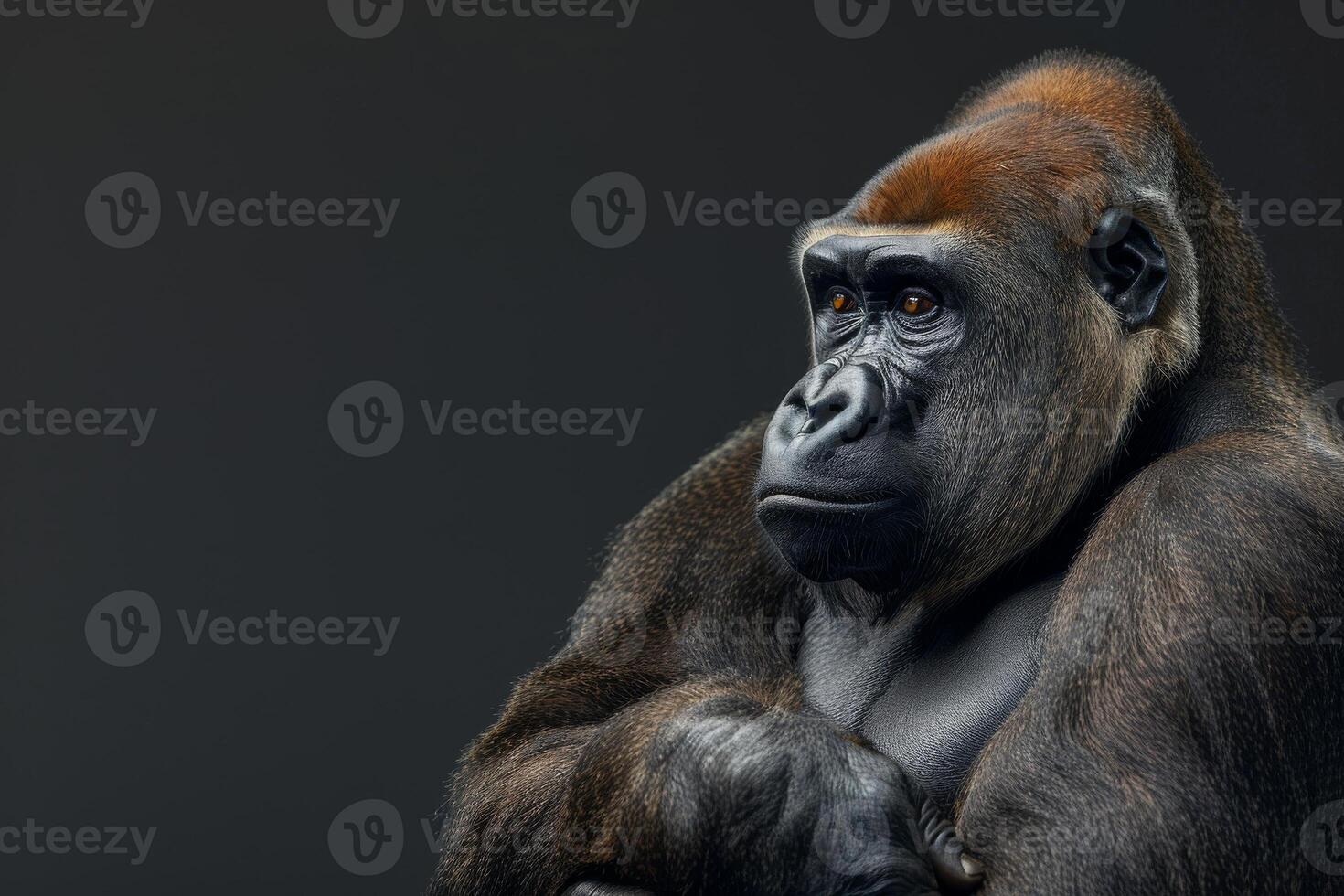 A gorilla is sitting in front of a black background photo