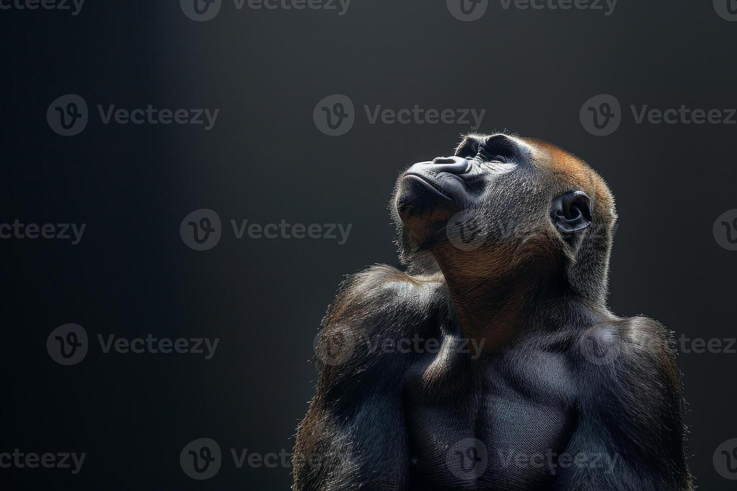 A gorilla is looking up in the air photo