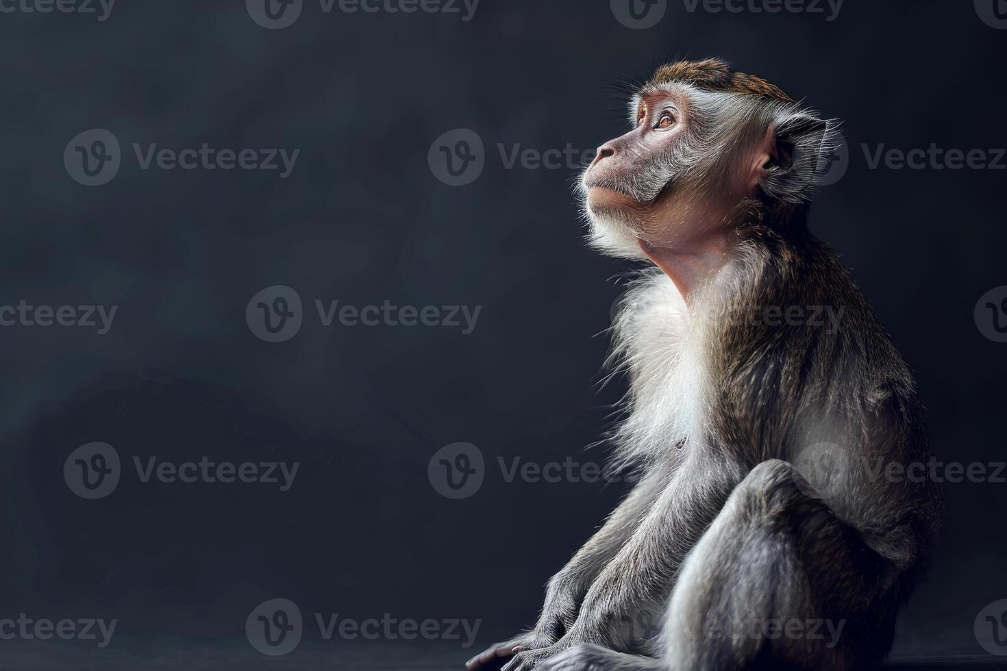 A monkey sitting on a black background photo