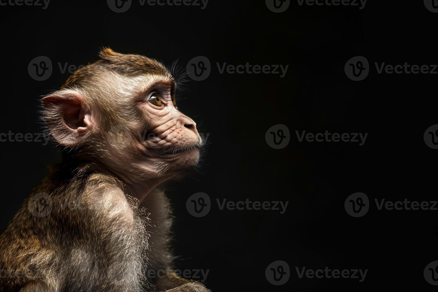 A monkey is looking up at something photo
