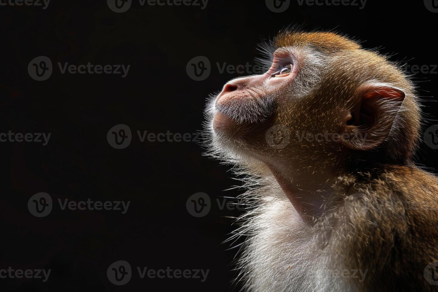 A monkey is looking up at something photo