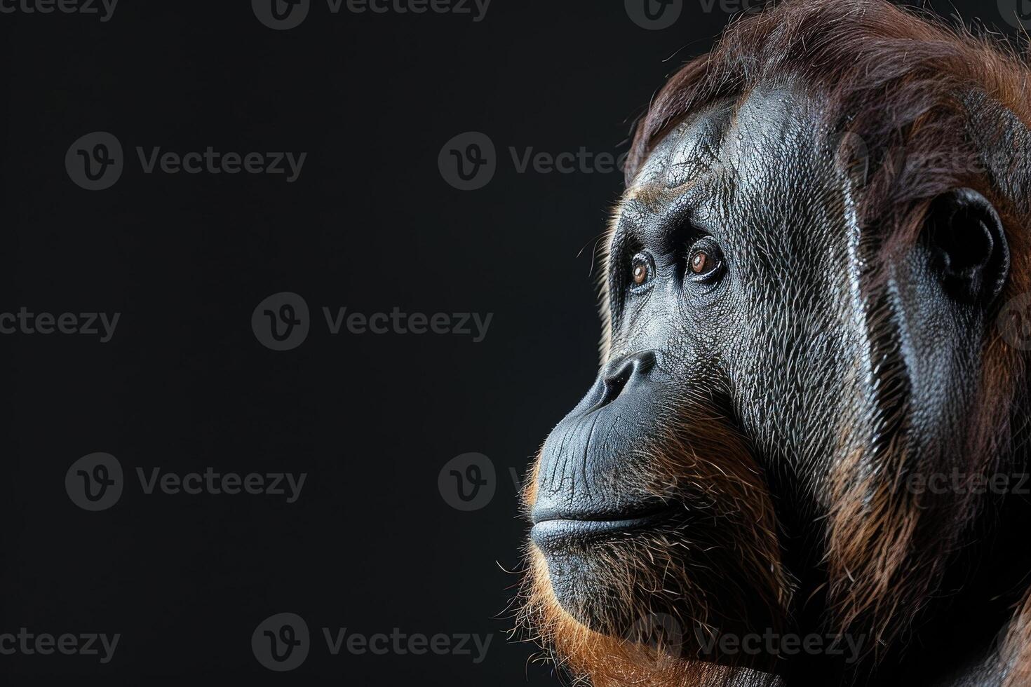 An orangutan is looking off to the side photo