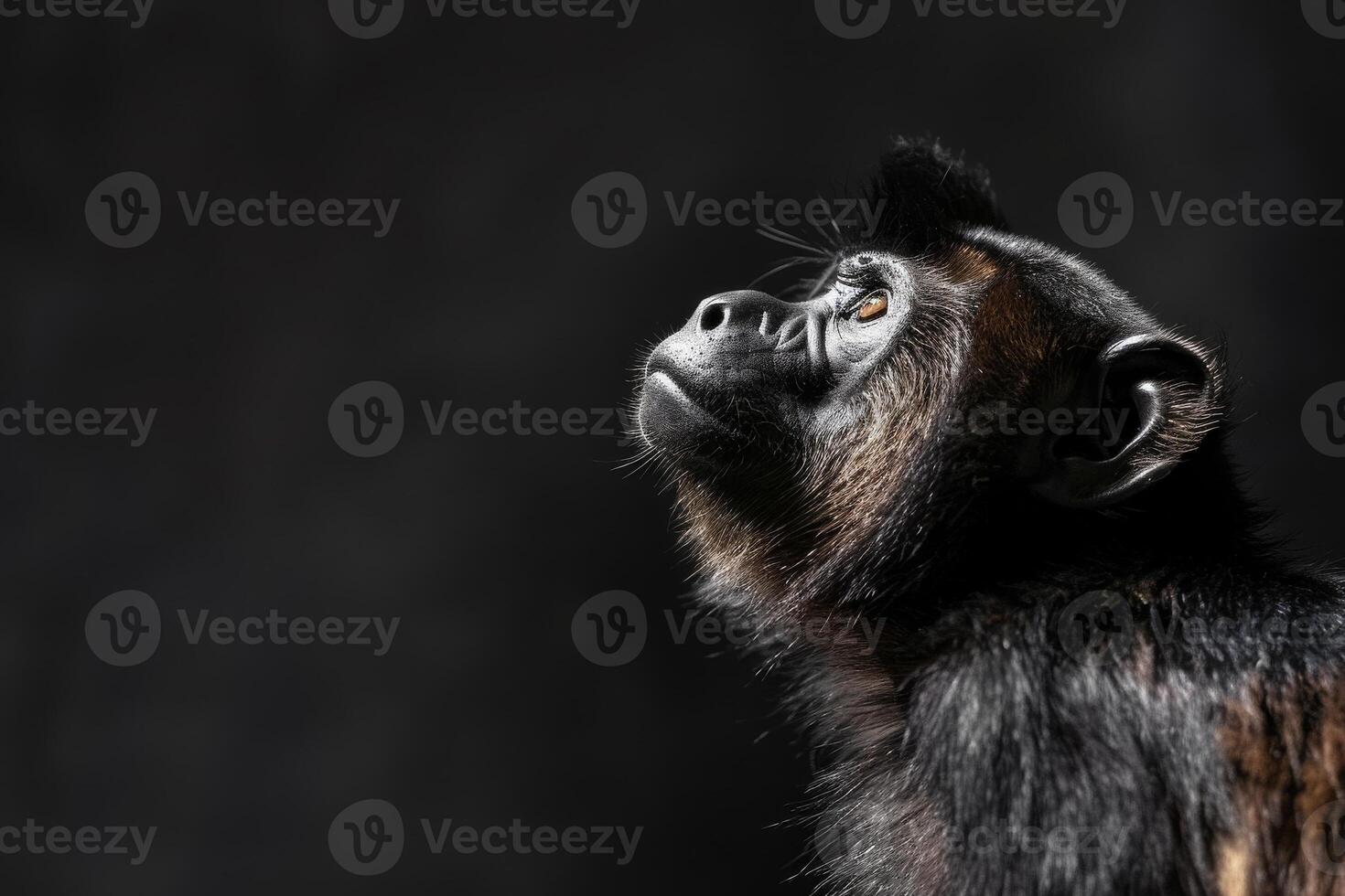 A monkey is looking up into the sky photo