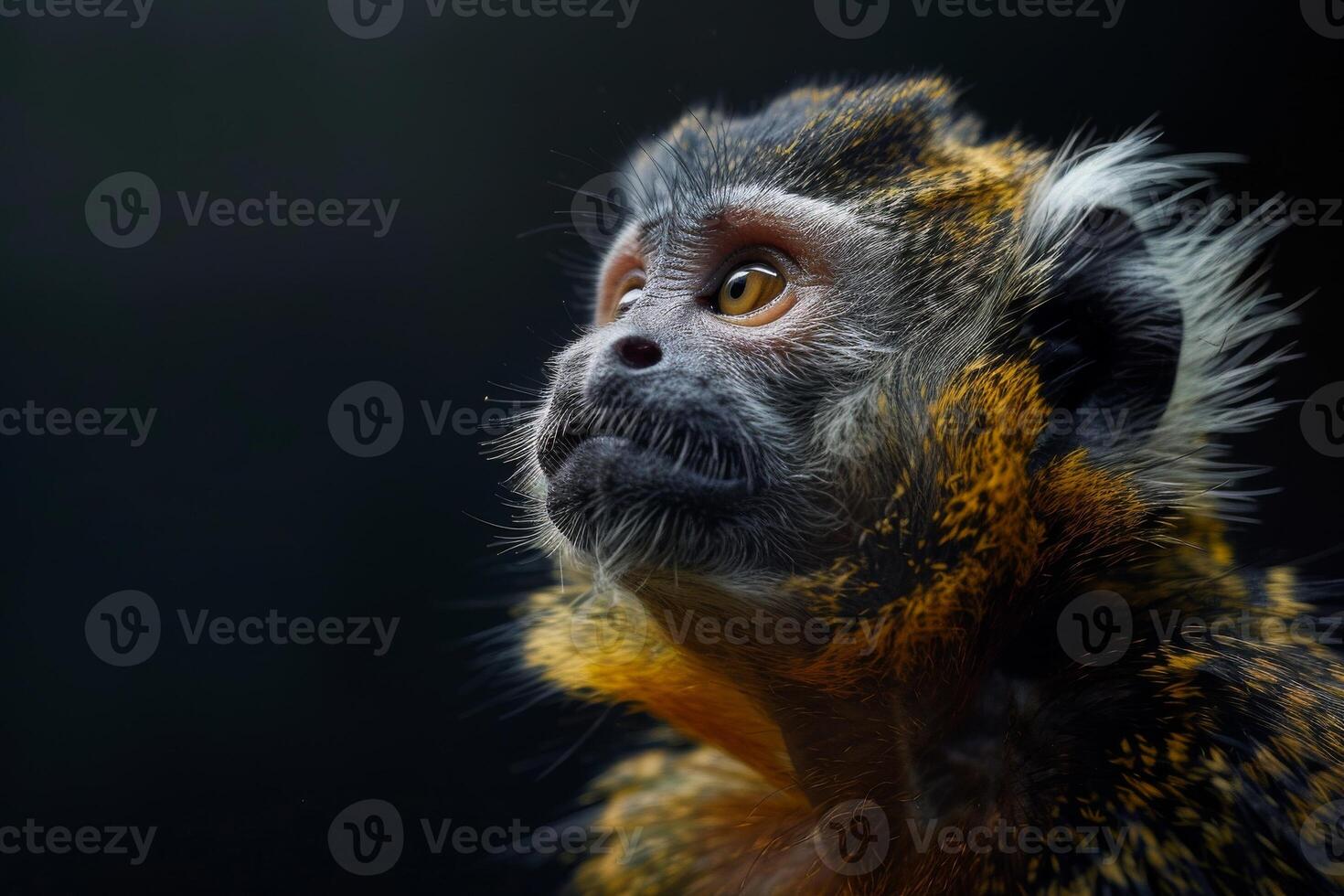 A monkey with a yellow face looking up photo