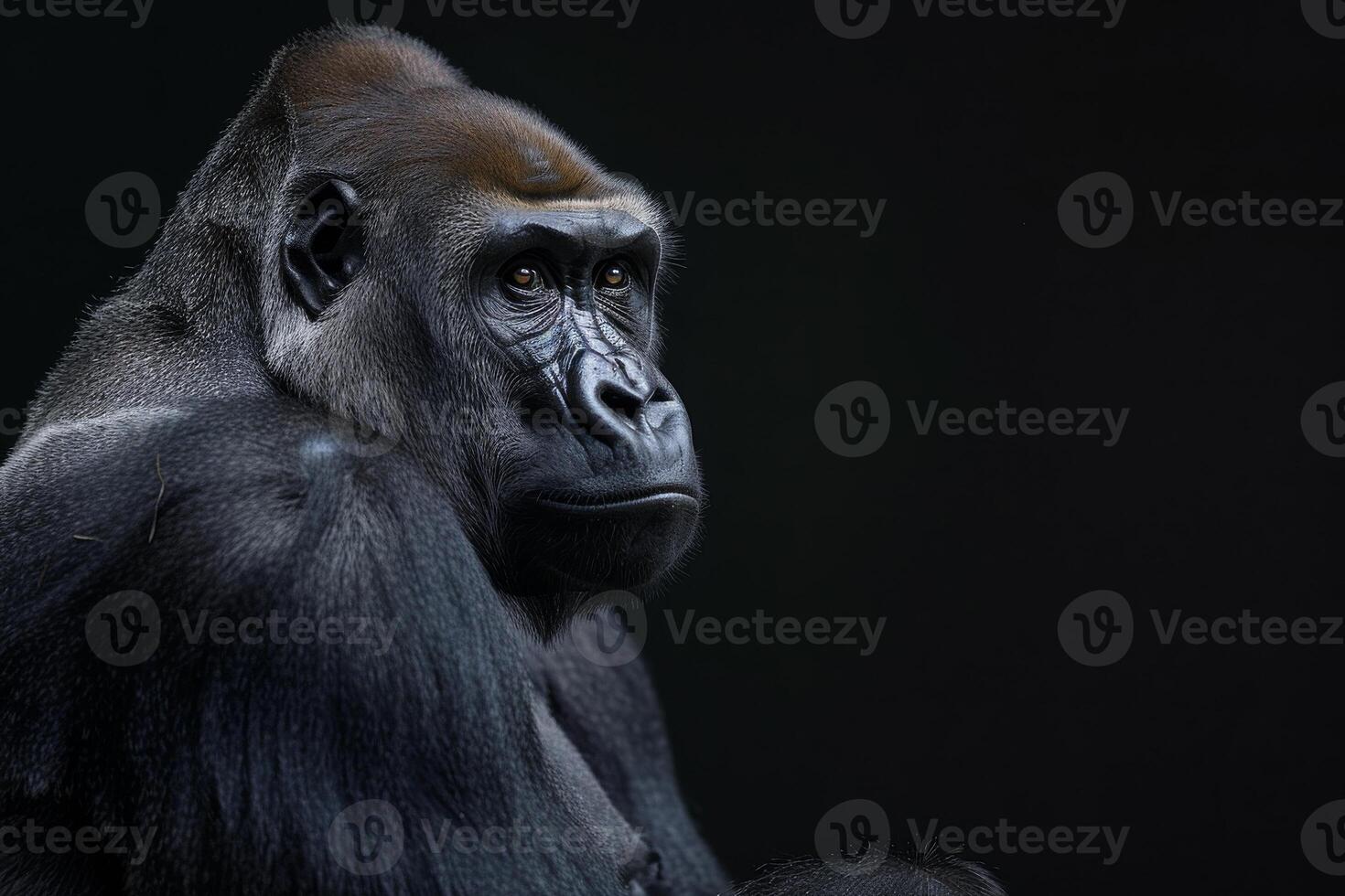 A gorilla is sitting in front of a black background photo