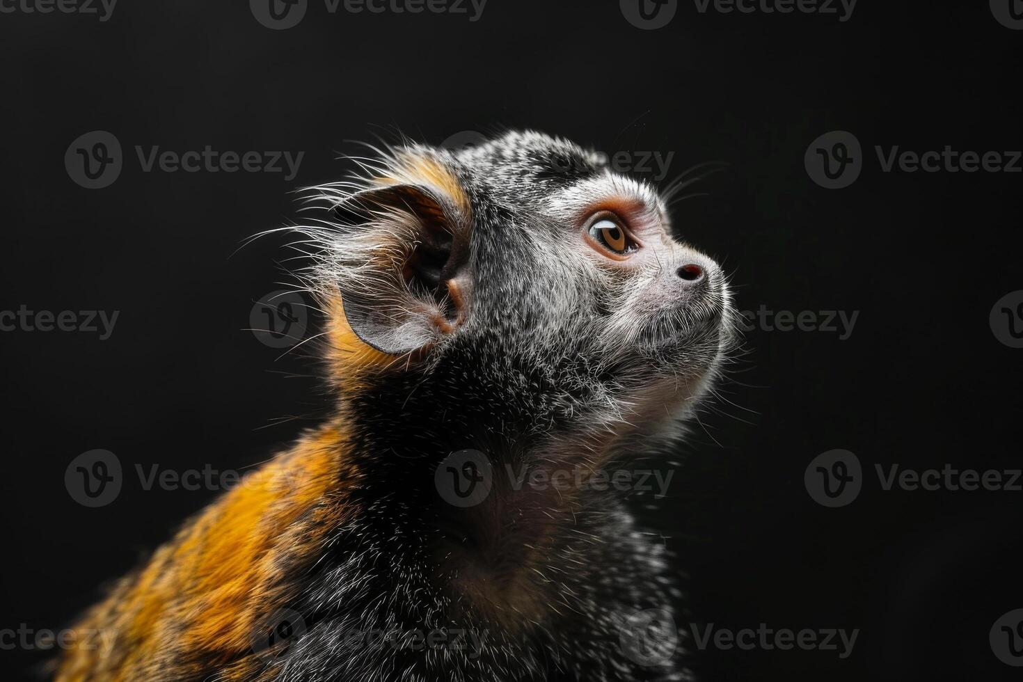 A monkey is looking up at something photo