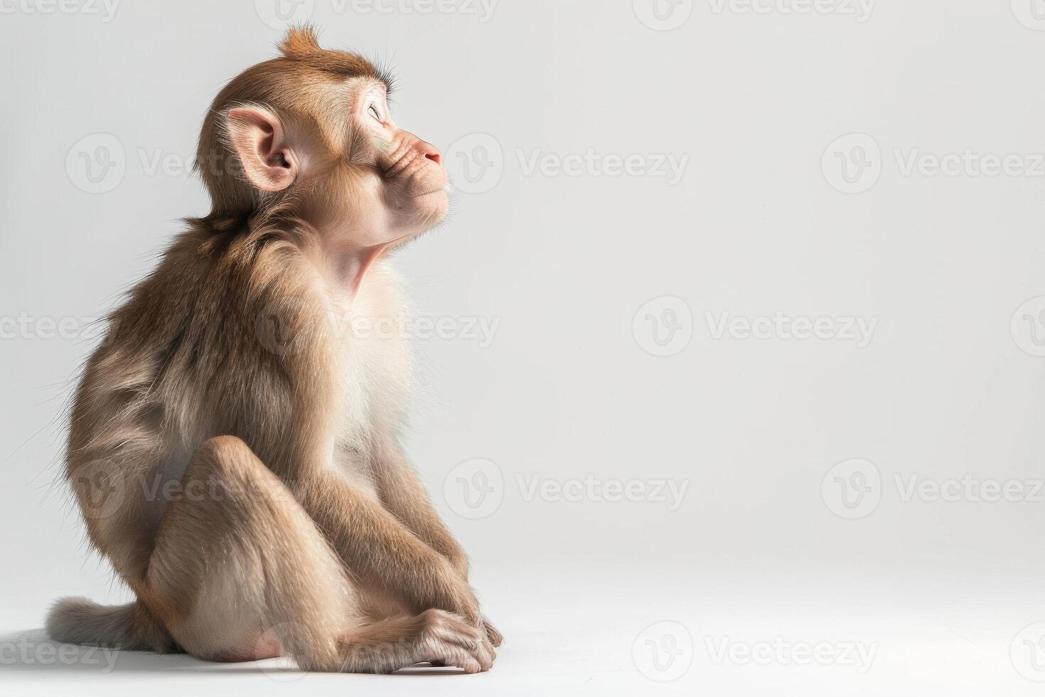 A monkey sitting on a white background photo