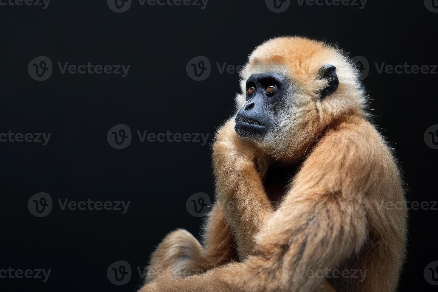 A monkey sitting on a black background photo