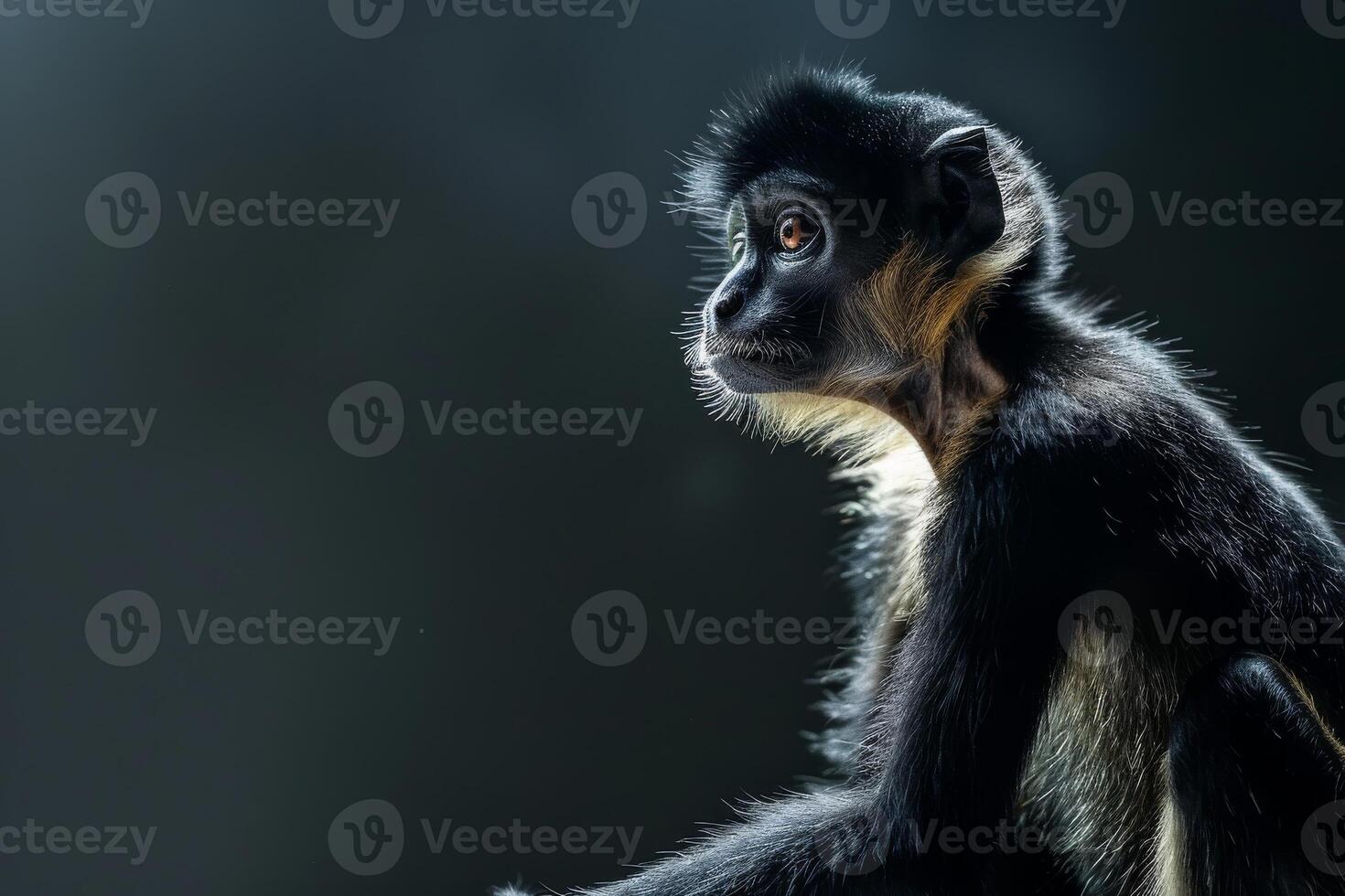 A monkey sitting on a rock with a dark background photo