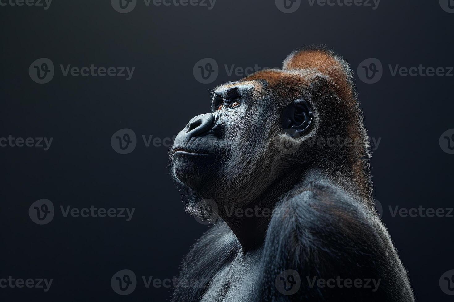 Portrait of a male gorilla isolated on black background photo