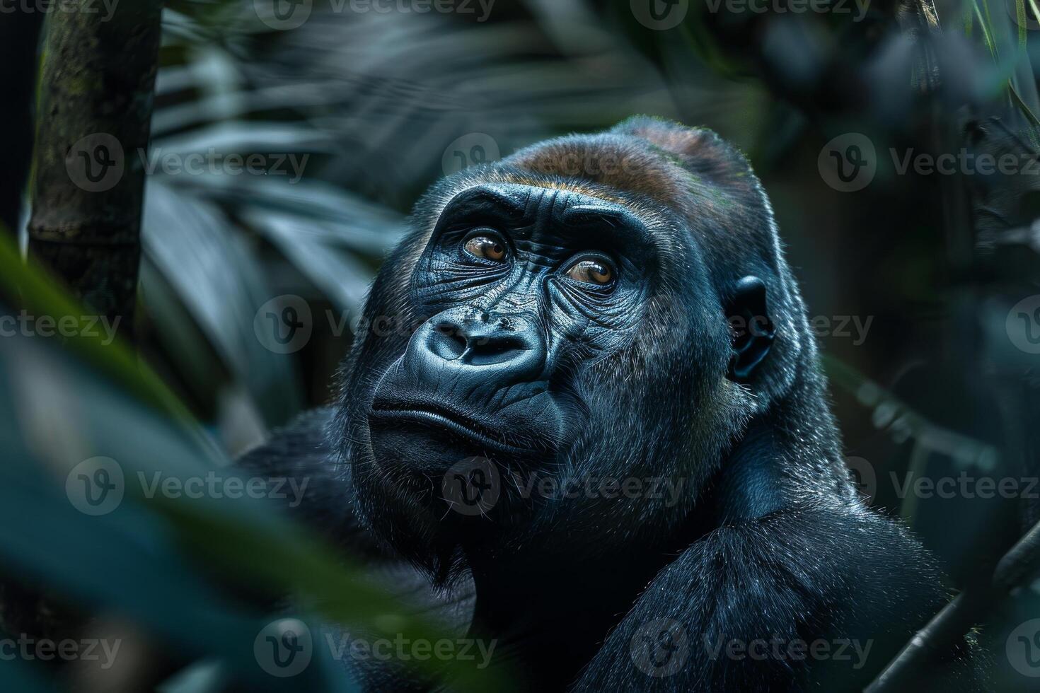A gorilla is looking at the camera in the jungle photo