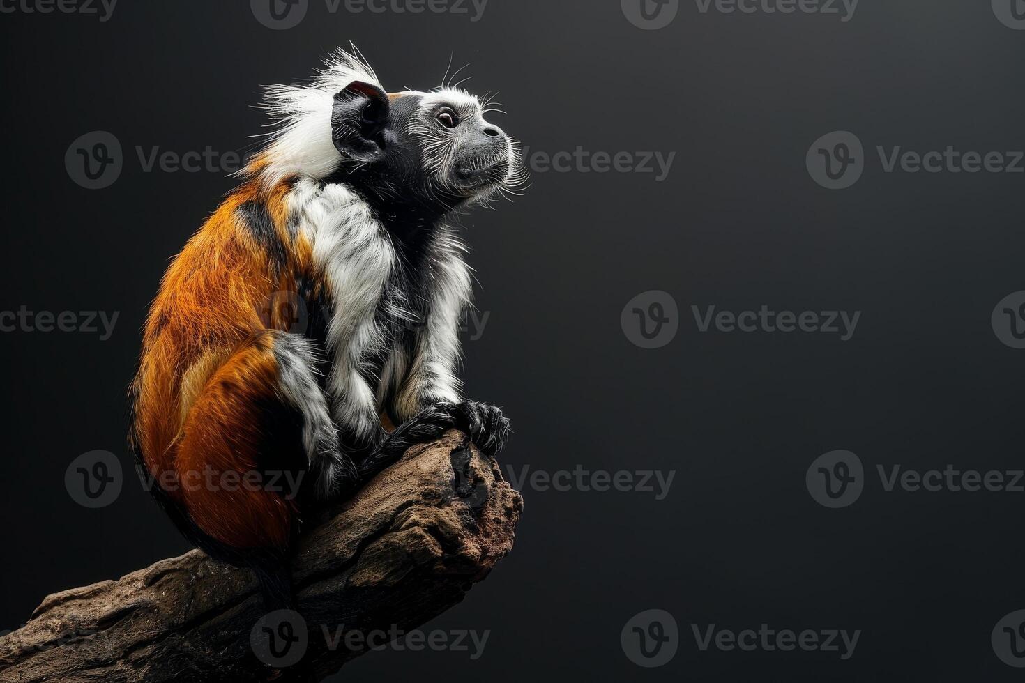 A monkey sitting on a branch with a black background photo