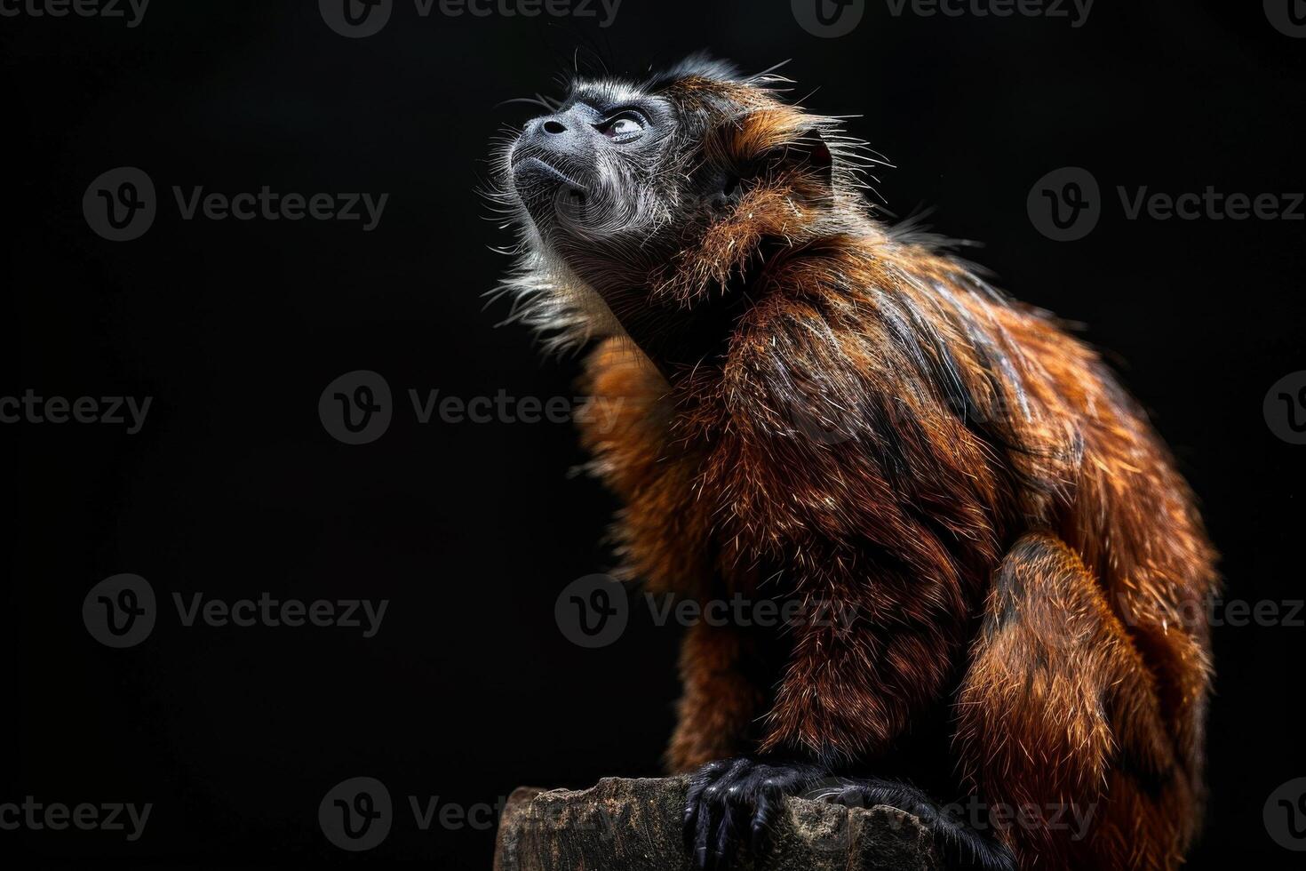 A monkey is sitting on a log looking up photo