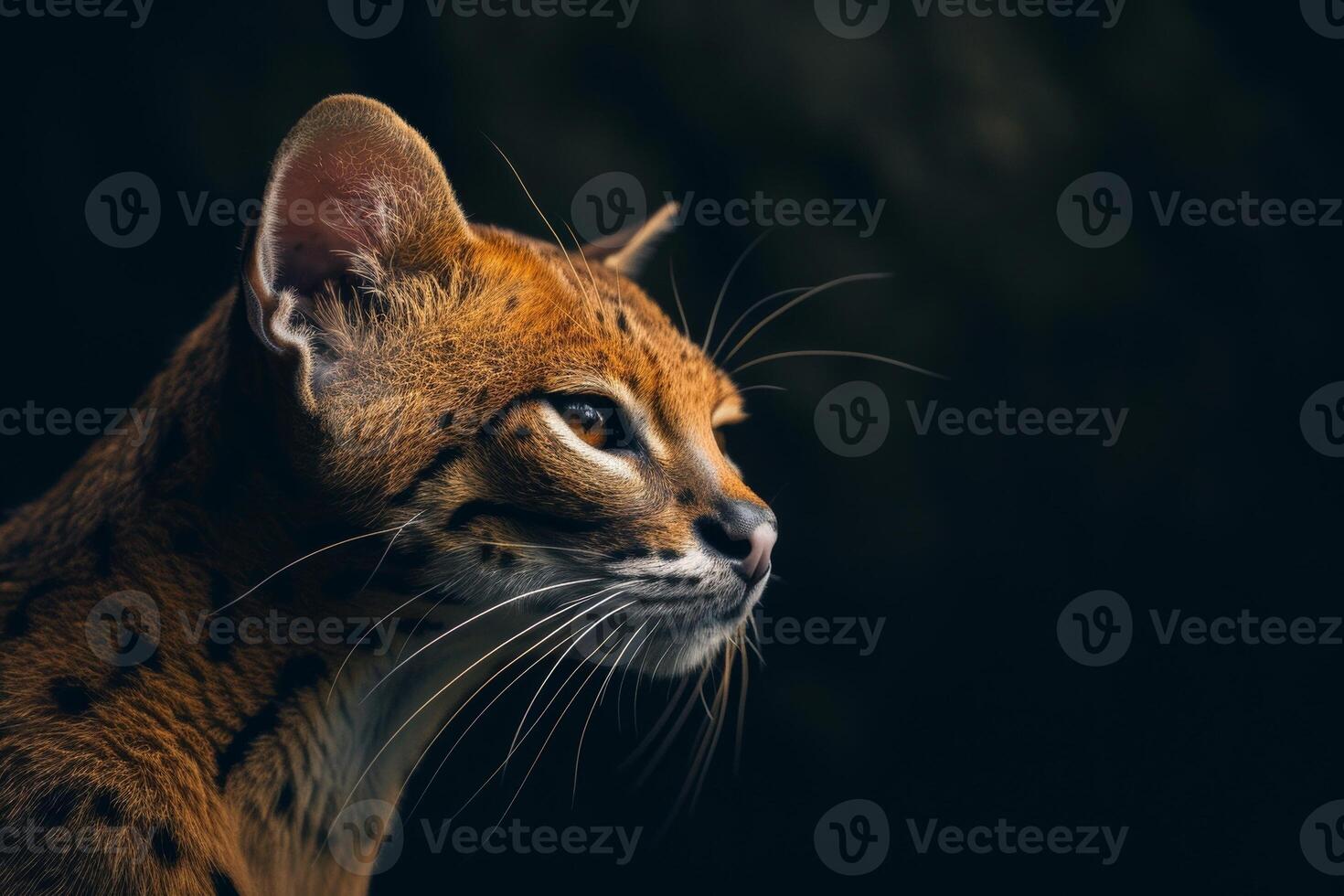 A close up of a cat with dark background photo