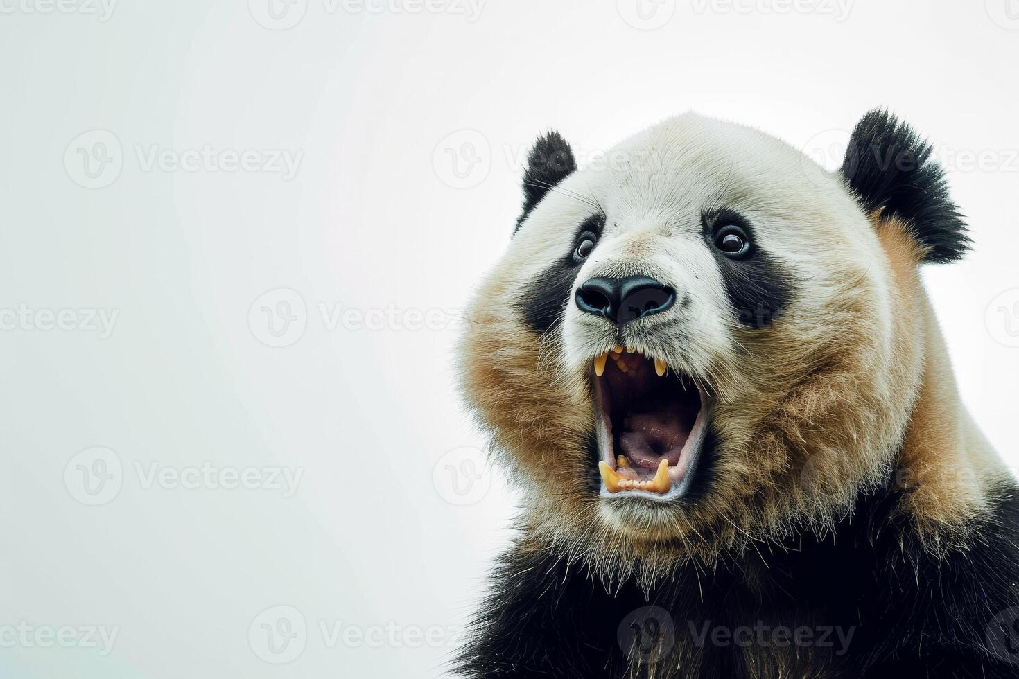 A panda bear with its mouth open and its teeth showing photo
