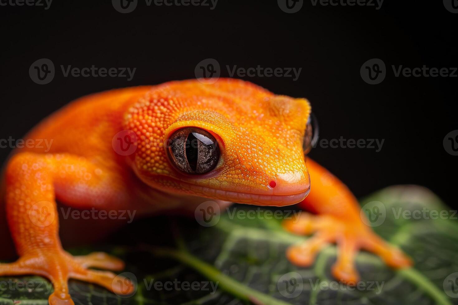 A close up of an orange gecko on a leaf photo