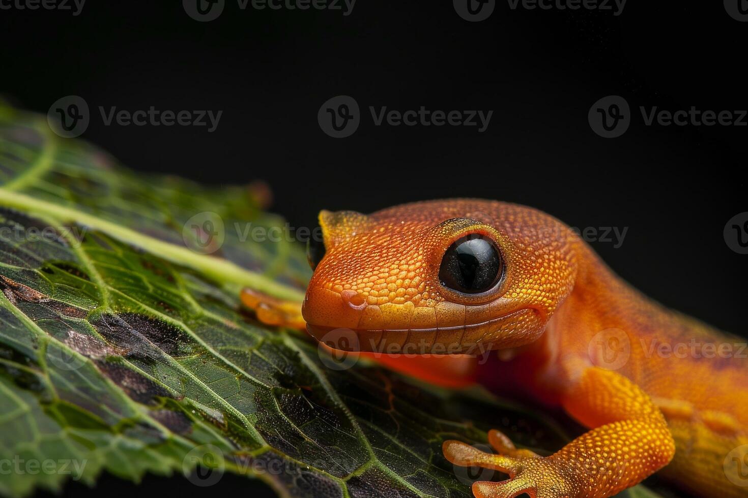 A close up of a geckole on a leaf photo