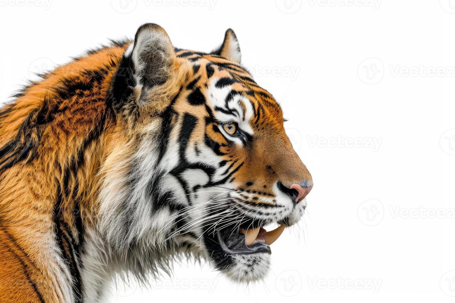 A tiger is looking to the side with its mouth open photo