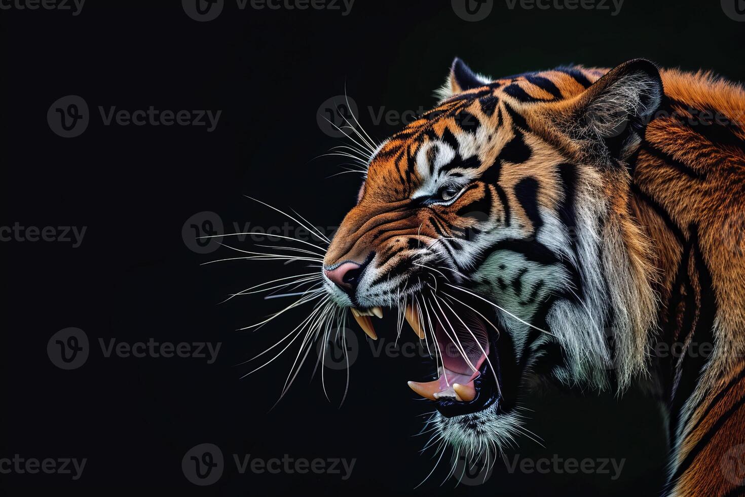 A tiger with its mouth open on a black background photo
