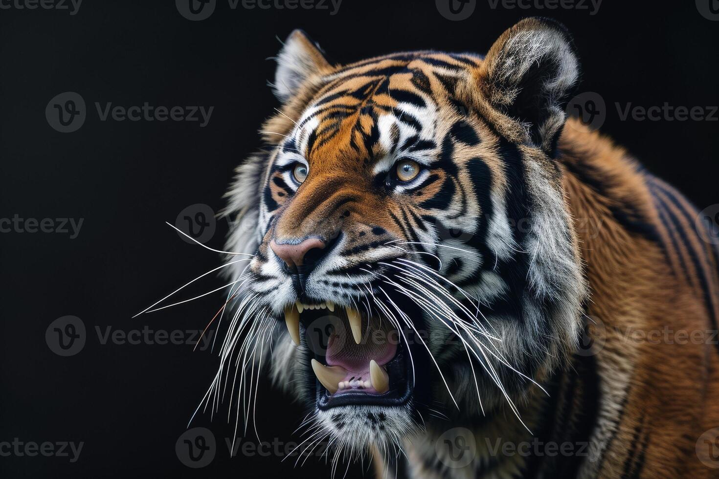 A tiger with its mouth open and its teeth showing photo