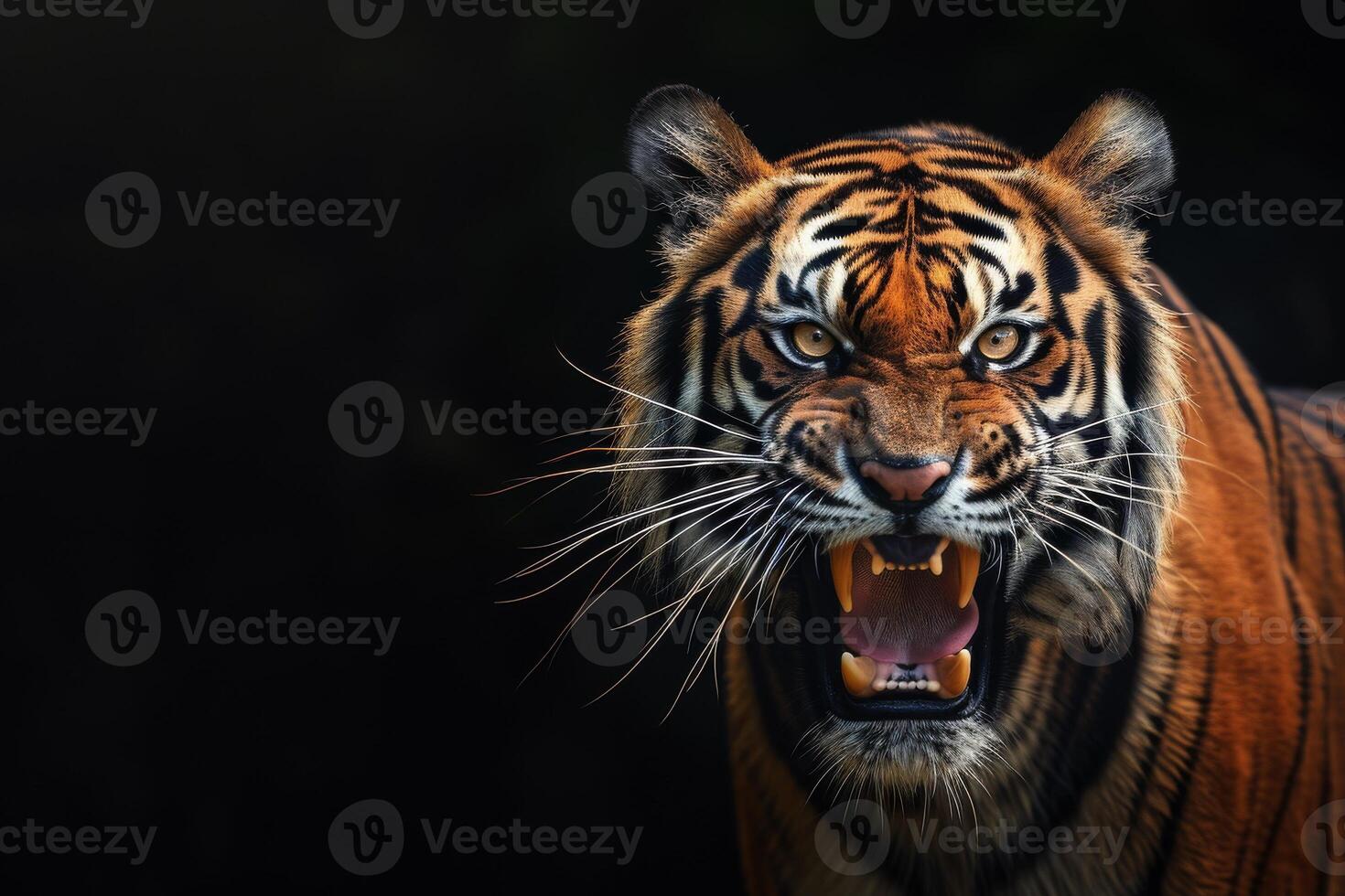A tiger with its mouth open and its teeth showing photo