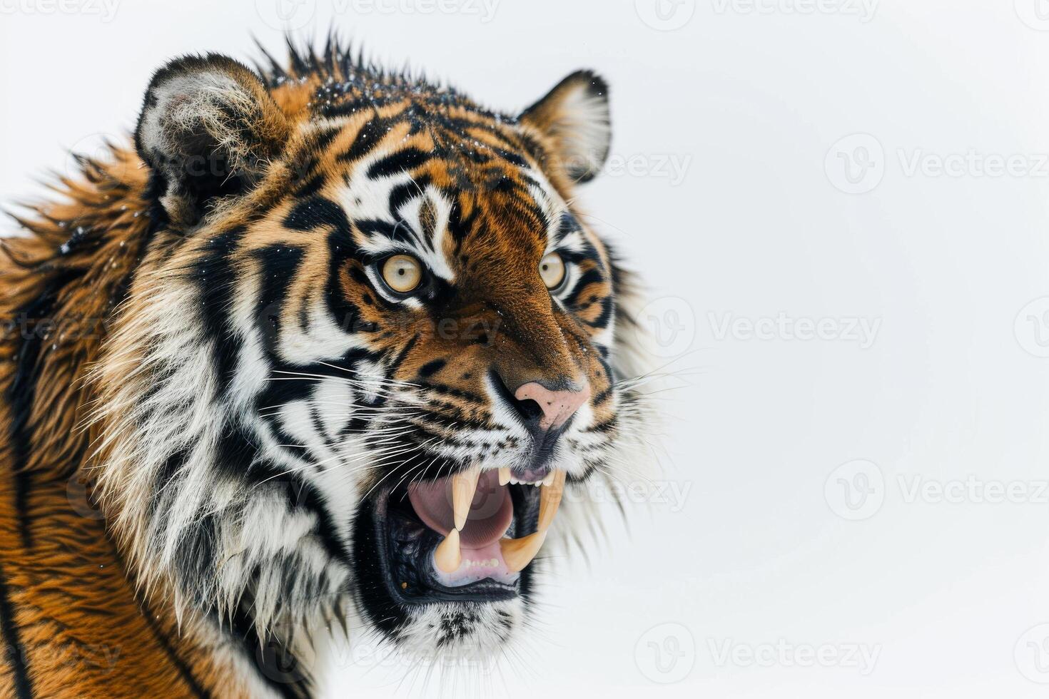 A tiger with its mouth open and its teeth showing photo