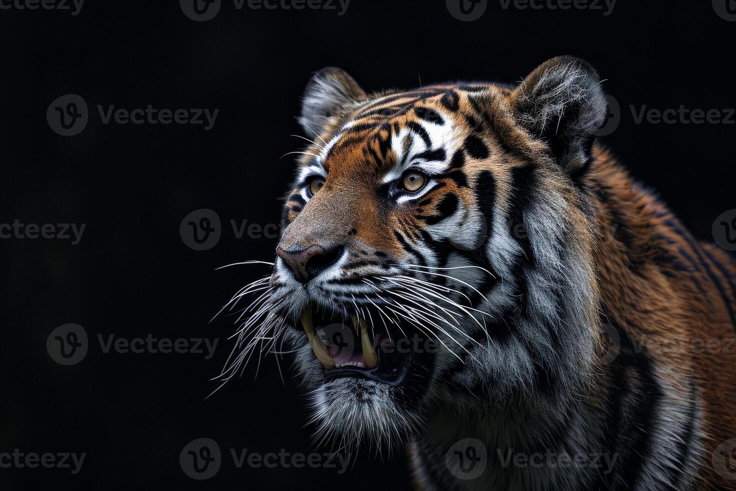 A tiger is roaring in the dark photo