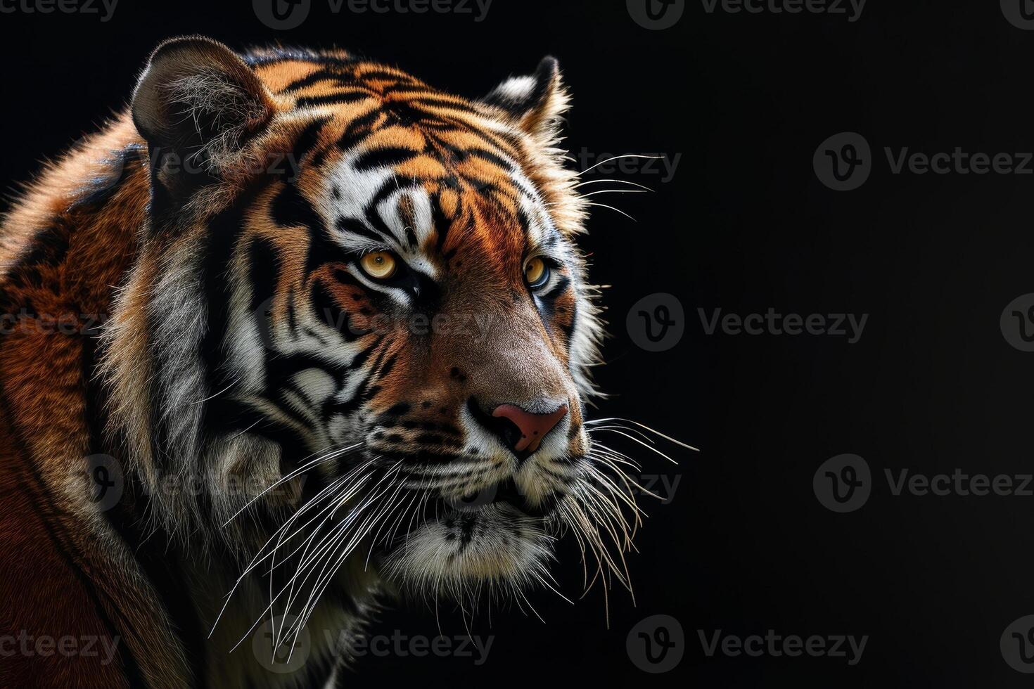 A tiger is looking into the distance photo