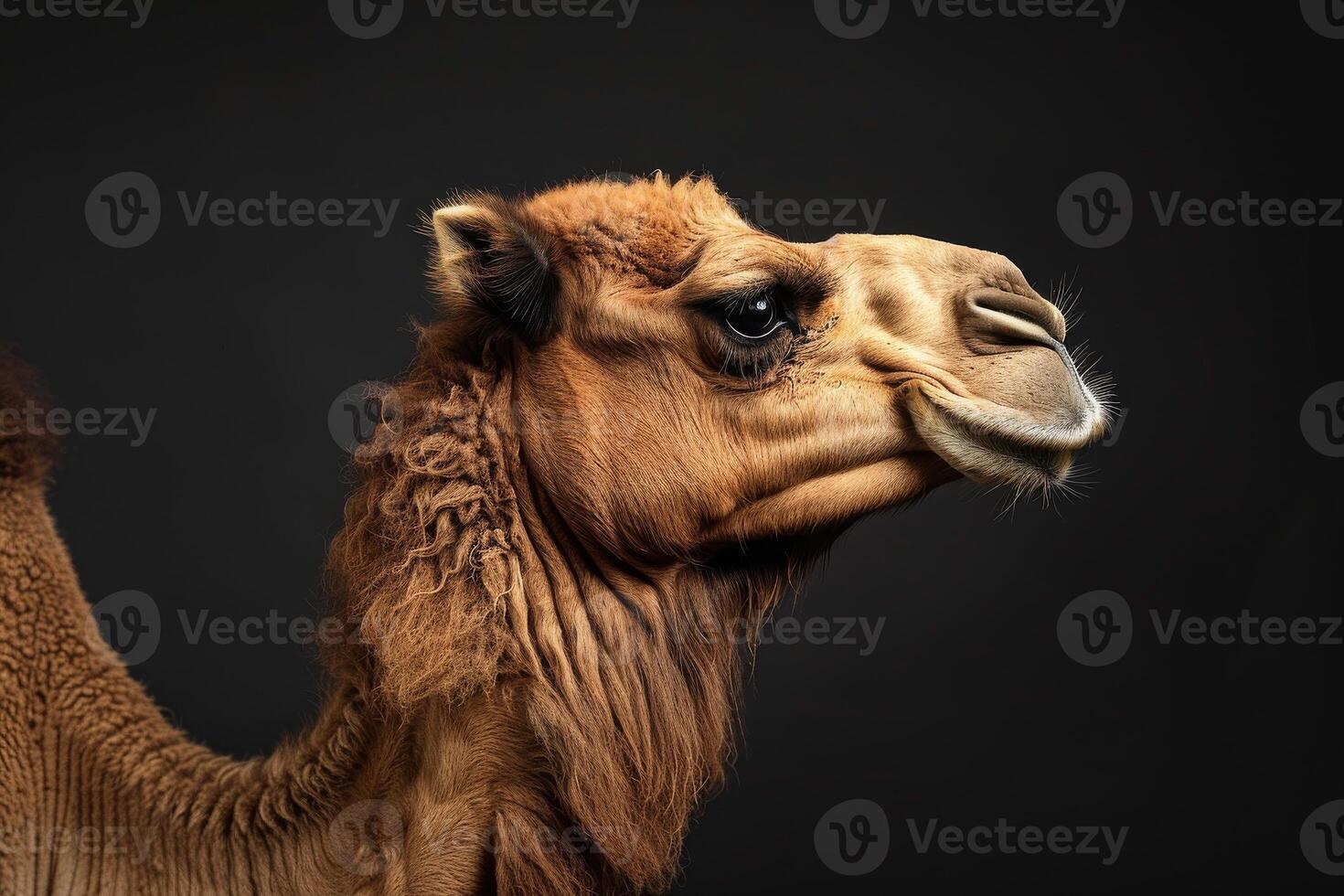 A camel with a long nose and long ears photo