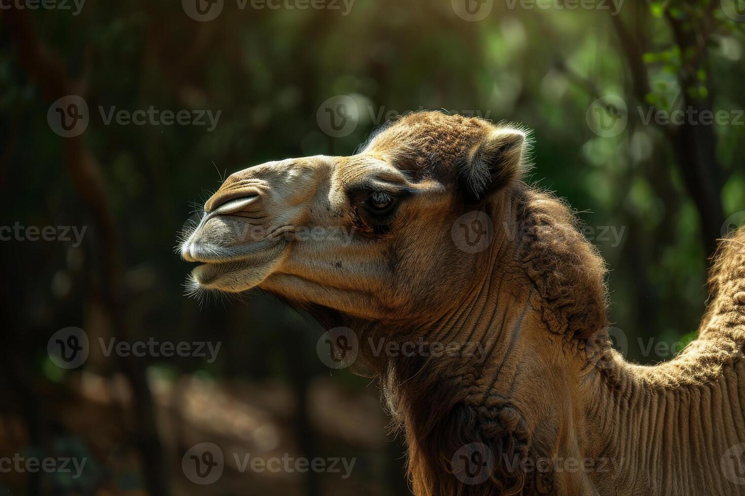 A camel in the woods photo