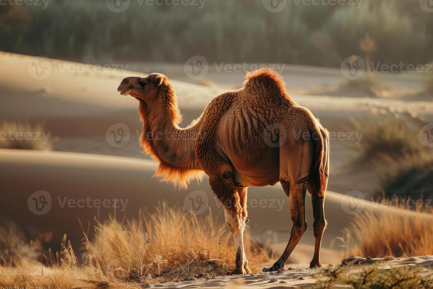 A camel is standing in the desert photo